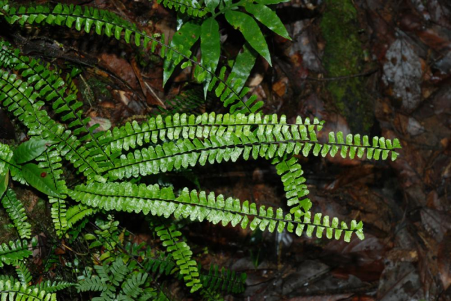 Asplenium normale